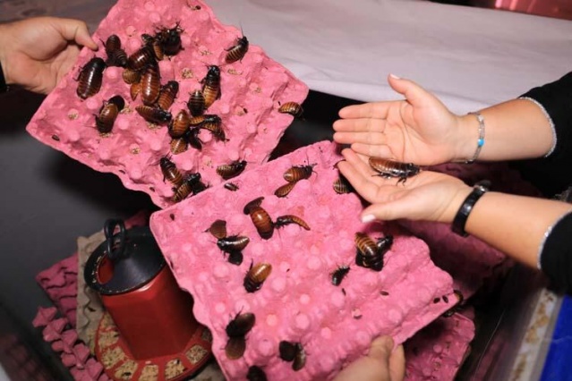 Türkiye'ye böcek satıyor 8