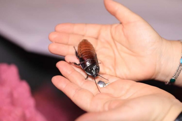 Türkiye'ye böcek satıyor 9