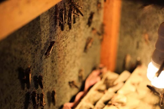 Türkiye'ye böcek satıyor 7