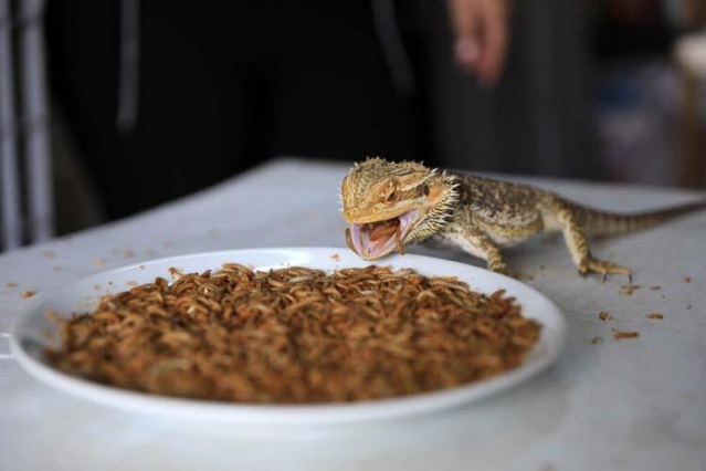 Türkiye'ye böcek satıyor 10