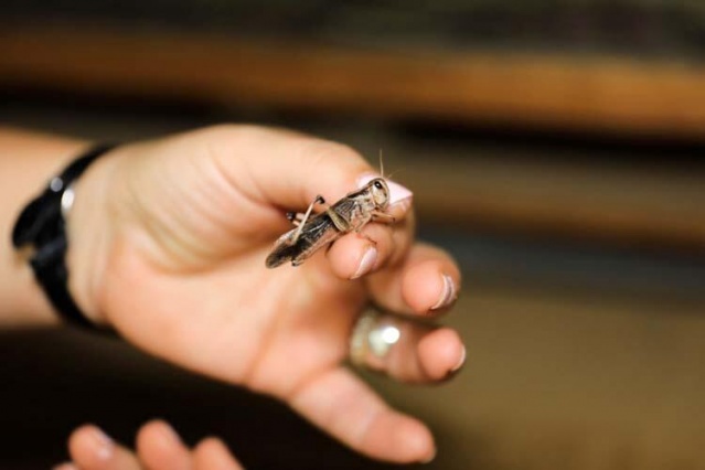 Türkiye'ye böcek satıyor 3