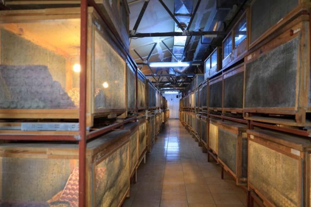 Türkiye'ye böcek satıyor 4