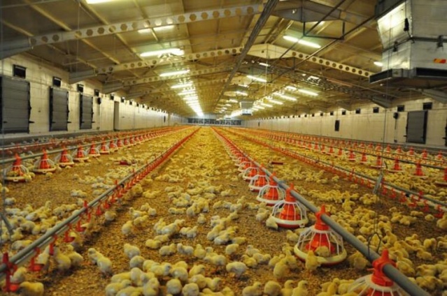 Gazetede gördü! Şimdi paraya para demiyor... 5