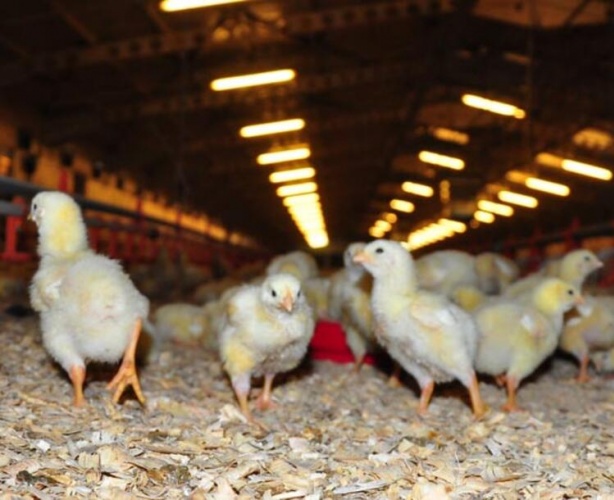 Gazetede gördü! Şimdi paraya para demiyor... 1