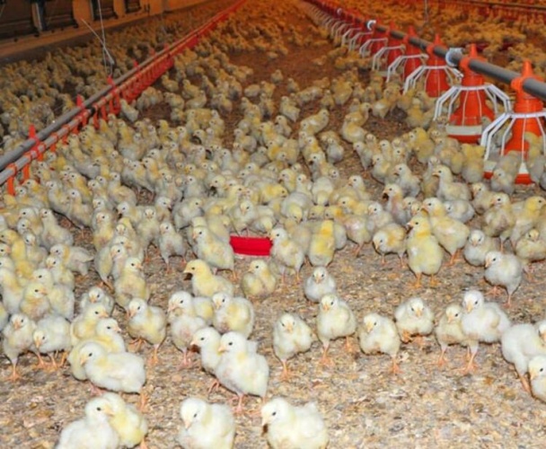 Gazetede gördü! Şimdi paraya para demiyor... 6