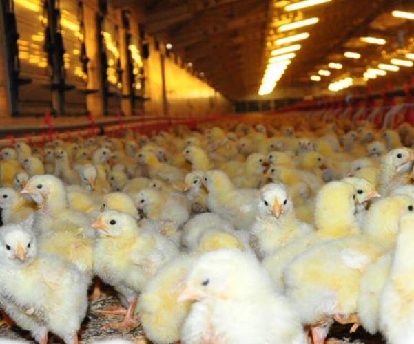 Gazetede gördü! Şimdi paraya para demiyor... 3