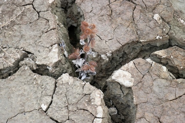 Doğu Karadeniz baraj gölünde sular 40 metre çekildi 17