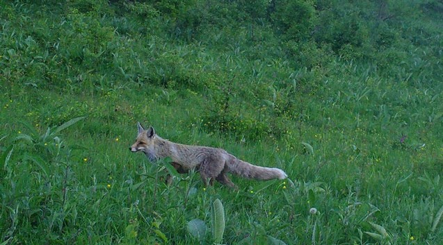 Artvin zengin yaban hayatıyla bilim insanlarını cezbediyor 3