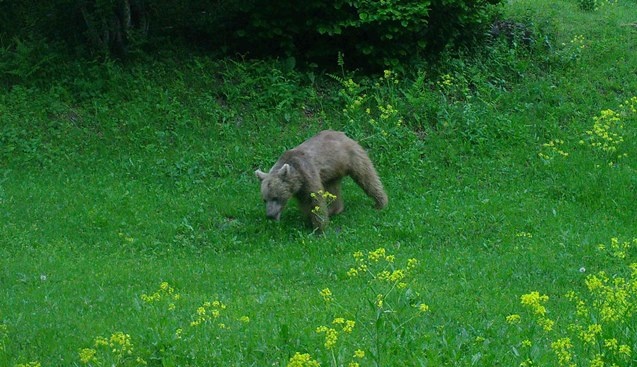 Artvin zengin yaban hayatıyla bilim insanlarını cezbediyor 9
