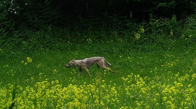 Artvin zengin yaban hayatıyla bilim insanlarını cezbediyor 4
