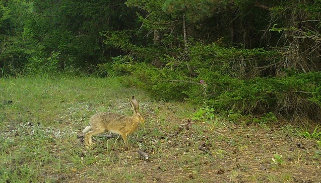 Artvin zengin yaban hayatıyla bilim insanlarını cezbediyor 15