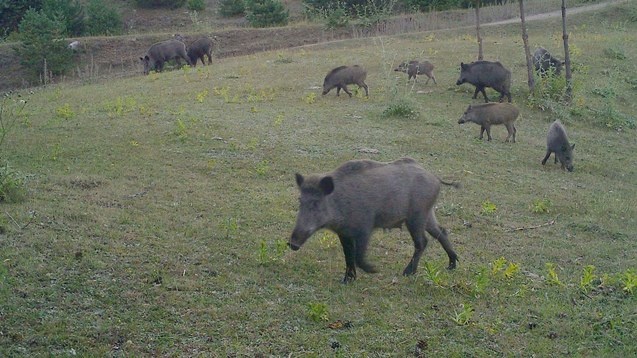 Artvin zengin yaban hayatıyla bilim insanlarını cezbediyor 8