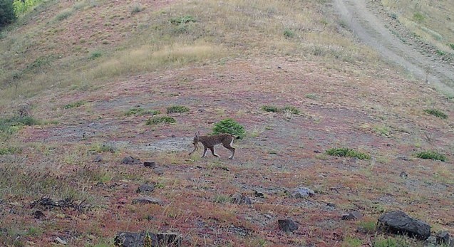 Artvin zengin yaban hayatıyla bilim insanlarını cezbediyor 12