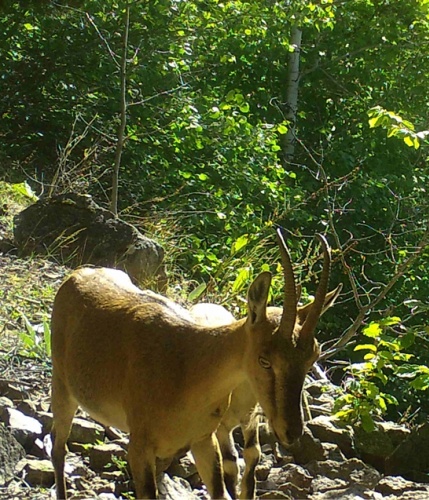 Artvin zengin yaban hayatıyla bilim insanlarını cezbediyor 11