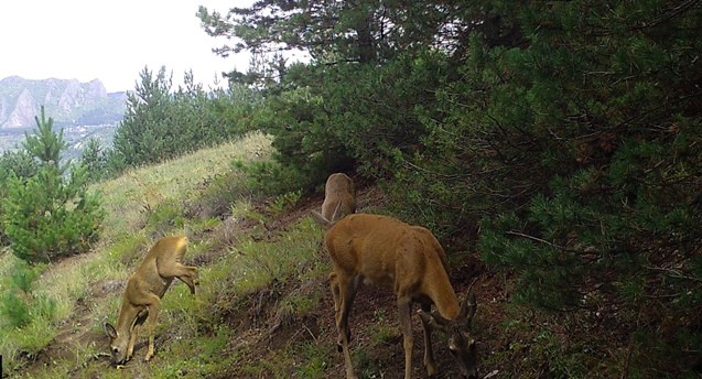 Artvin zengin yaban hayatıyla bilim insanlarını cezbediyor 5