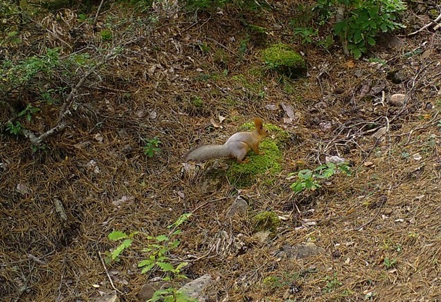 Artvin zengin yaban hayatıyla bilim insanlarını cezbediyor 6