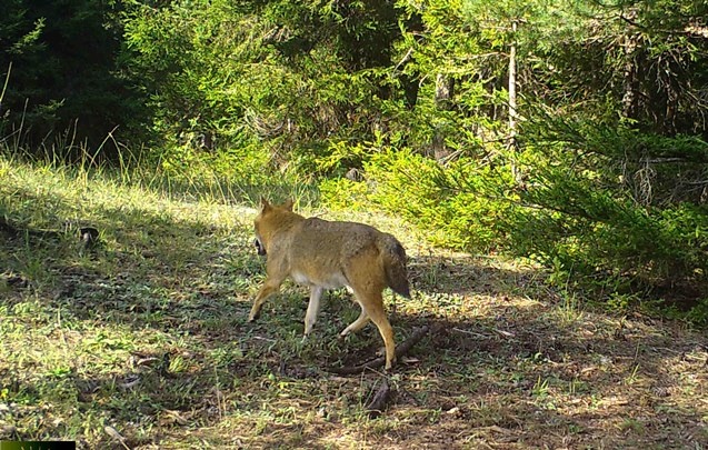 Artvin zengin yaban hayatıyla bilim insanlarını cezbediyor 10