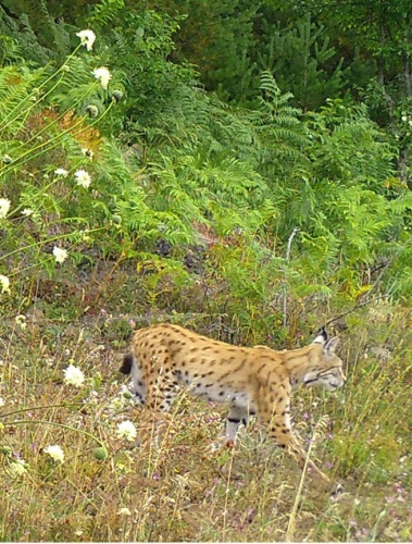 Artvin zengin yaban hayatıyla bilim insanlarını cezbediyor 14
