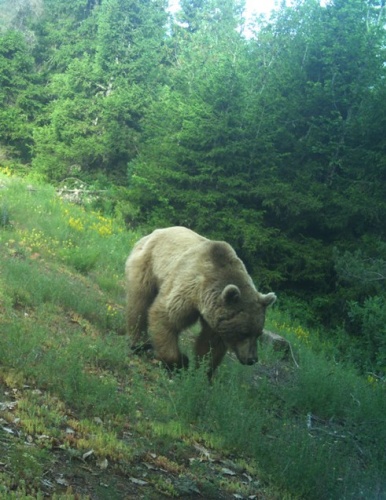 Artvin zengin yaban hayatıyla bilim insanlarını cezbediyor 13