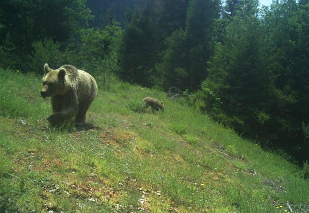 Artvin zengin yaban hayatıyla bilim insanlarını cezbediyor 16