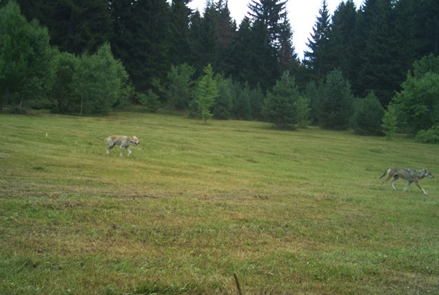 Artvin zengin yaban hayatıyla bilim insanlarını cezbediyor 1