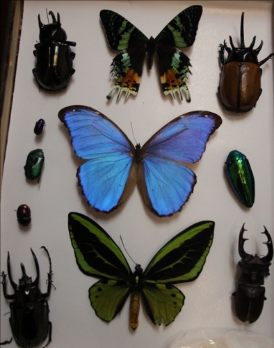 Artvin zengin yaban hayatıyla bilim insanlarını cezbediyor 7