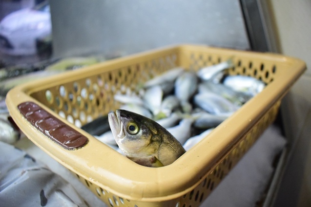 Batı Karadenizli balıkçılar yeni yıldan umutlu. 15