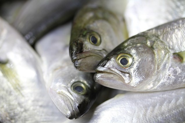 Batı Karadenizli balıkçılar yeni yıldan umutlu. 2