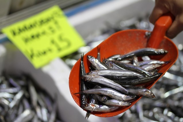 Batı Karadenizli balıkçılar yeni yıldan umutlu. 4