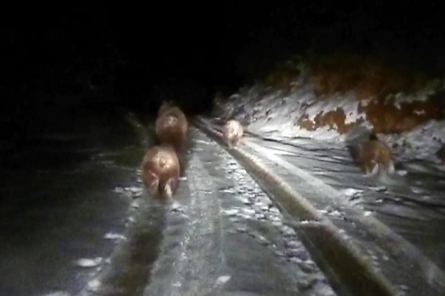 Gümüşhane'de görüntülendi! Kış uykusuna yatmamışlar 3