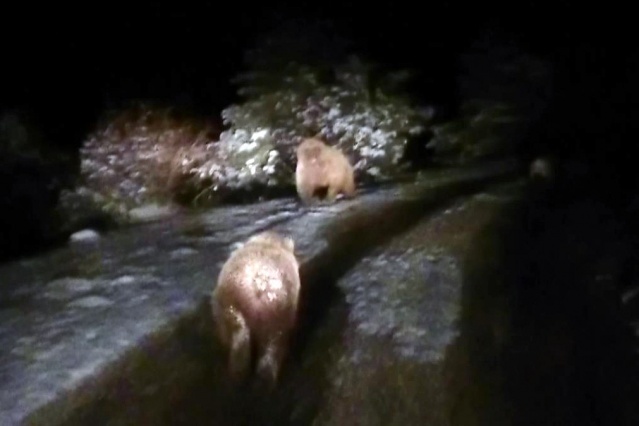 Gümüşhane'de görüntülendi! Kış uykusuna yatmamışlar 6