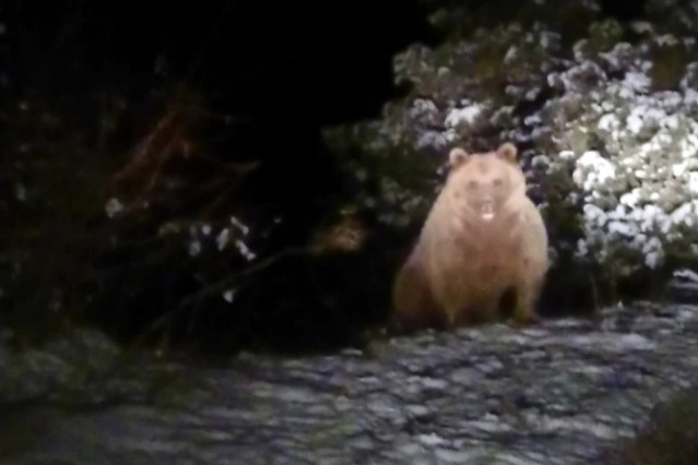 Gümüşhane'de görüntülendi! Kış uykusuna yatmamışlar 4