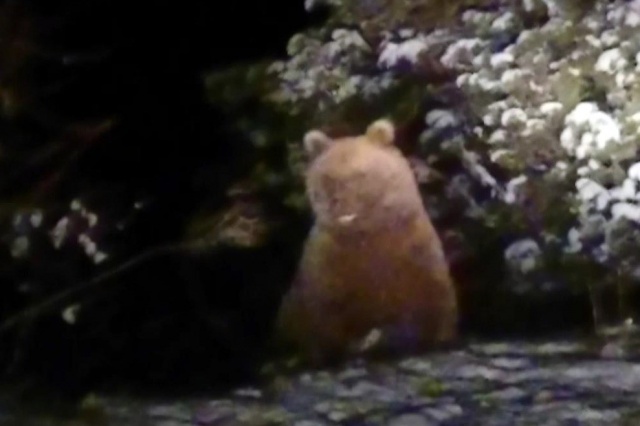 Gümüşhane'de görüntülendi! Kış uykusuna yatmamışlar 2