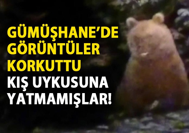 Gümüşhane'de görüntülendi! Kış uykusuna yatmamışlar 1