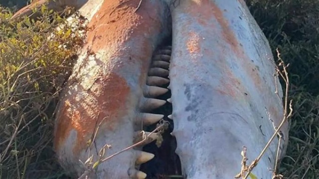 Korkunç görüntü! 5 metre boyunda... 2