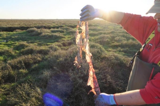 Korkunç görüntü! 5 metre boyunda... 3