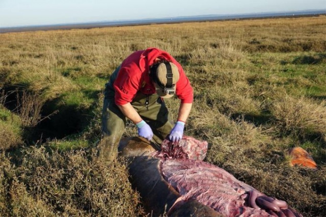 Korkunç görüntü! 5 metre boyunda... 7
