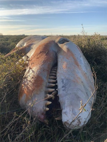 Korkunç görüntü! 5 metre boyunda... 6