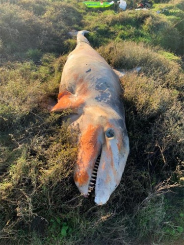 Korkunç görüntü! 5 metre boyunda... 5