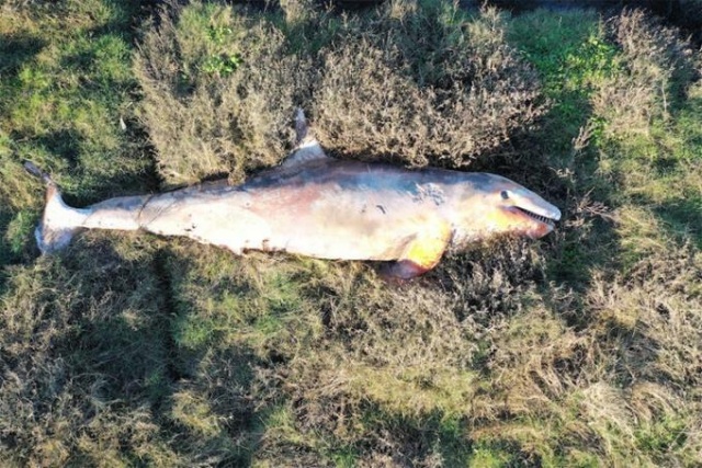 Korkunç görüntü! 5 metre boyunda... 8