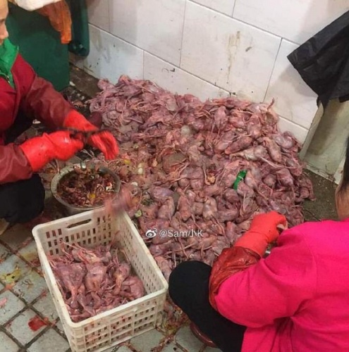 Resmen doğrulandı! İşte koronavirüsün çıkış noktası 13