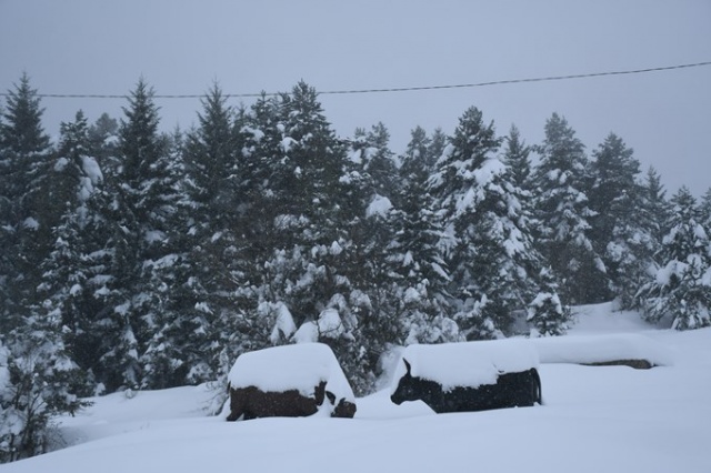 Kafkasör Yaylası'nın kış güzelliği 3