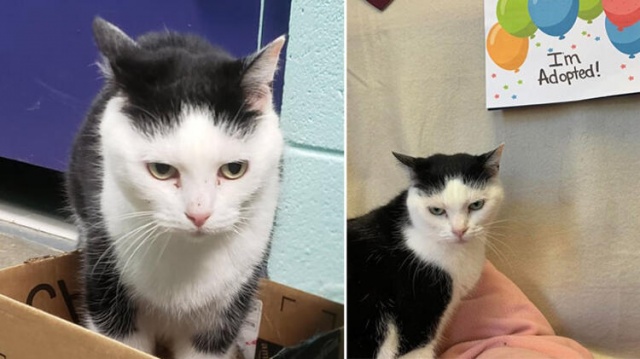 Dünyanın en kötü kedisi... 'Hasta zannettik, pisliğin teki çıktı' 10