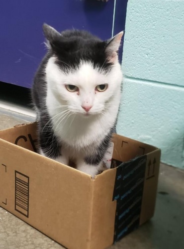 Dünyanın en kötü kedisi... 'Hasta zannettik, pisliğin teki çıktı' 3