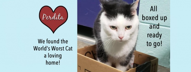 Dünyanın en kötü kedisi... 'Hasta zannettik, pisliğin teki çıktı' 8