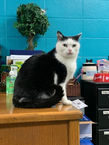 Dünyanın en kötü kedisi... 'Hasta zannettik, pisliğin teki çıktı' 6