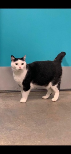 Dünyanın en kötü kedisi... 'Hasta zannettik, pisliğin teki çıktı' 4