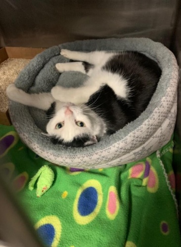 Dünyanın en kötü kedisi... 'Hasta zannettik, pisliğin teki çıktı' 7