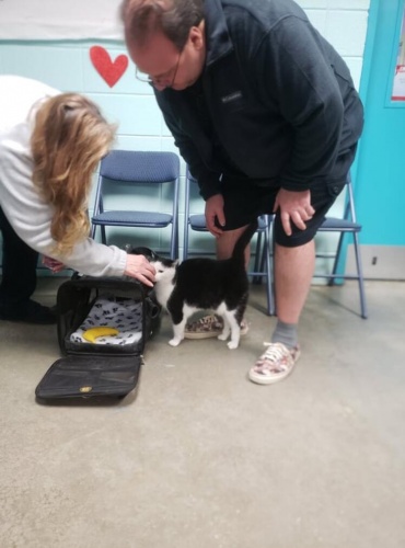 Dünyanın en kötü kedisi... 'Hasta zannettik, pisliğin teki çıktı' 2