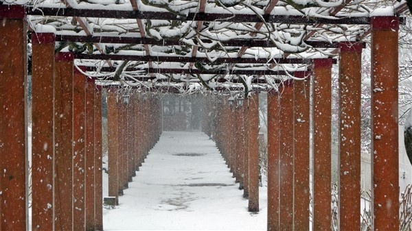 Trabzon'da kar yağışı devam ediyor 6